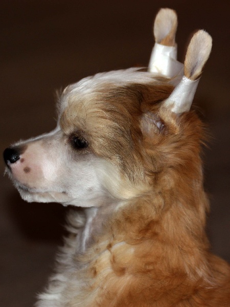 de L'orée des Rêves - Chien chinois à crête - Portée née le 19/01/2011